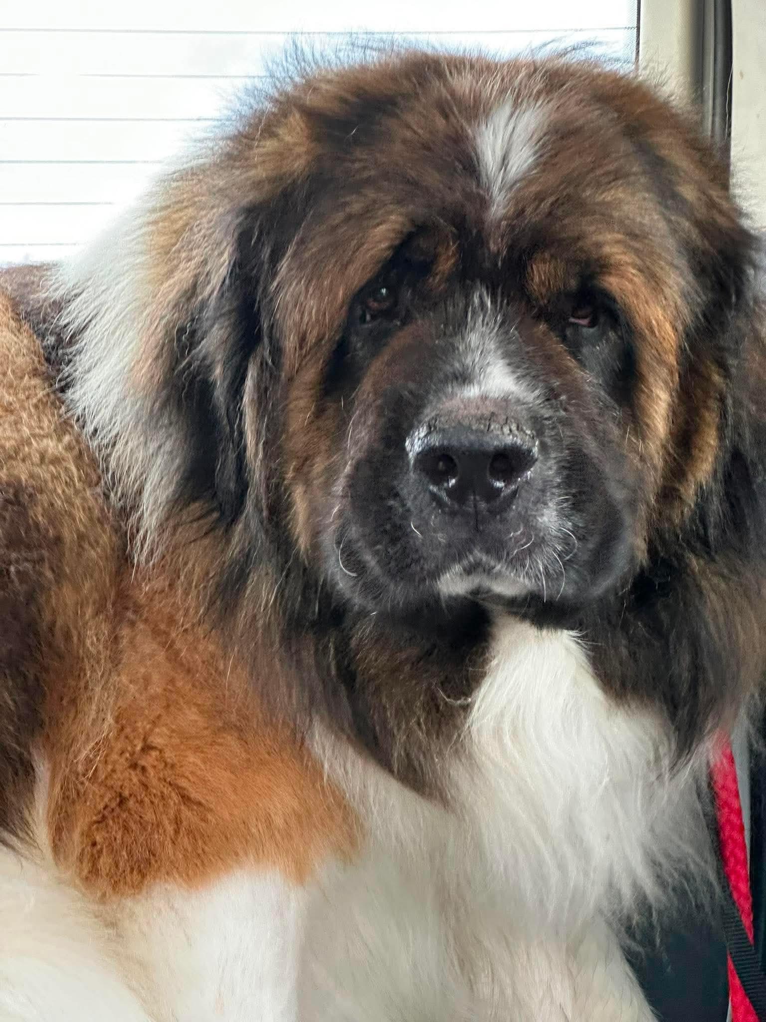 Enlarge Joe, a ADOPTABLE Saint Bernard in Hindsboro, IL image 1/3