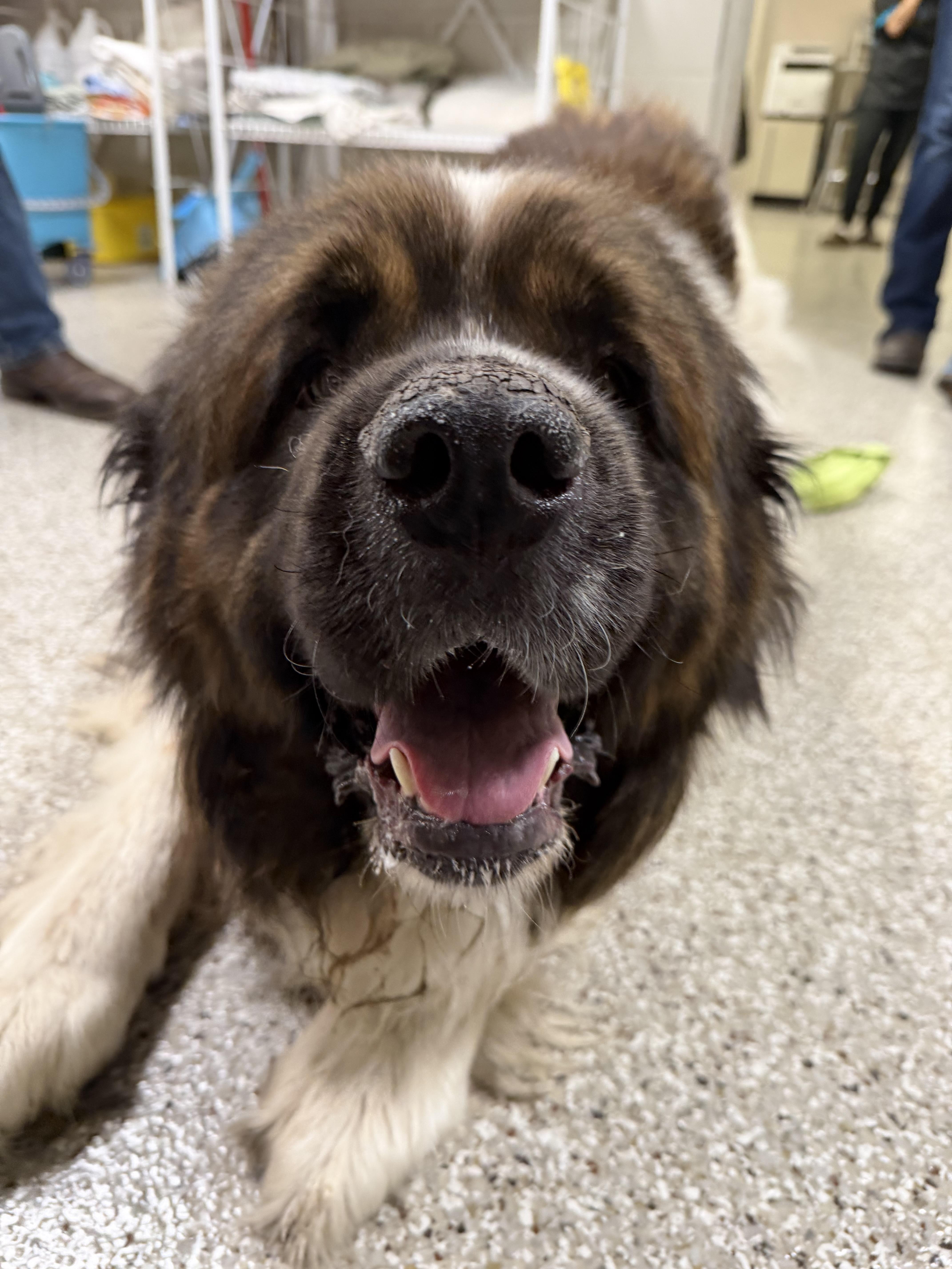 Enlarge Joe, a ADOPTABLE Saint Bernard in Hindsboro, IL image 2/3
