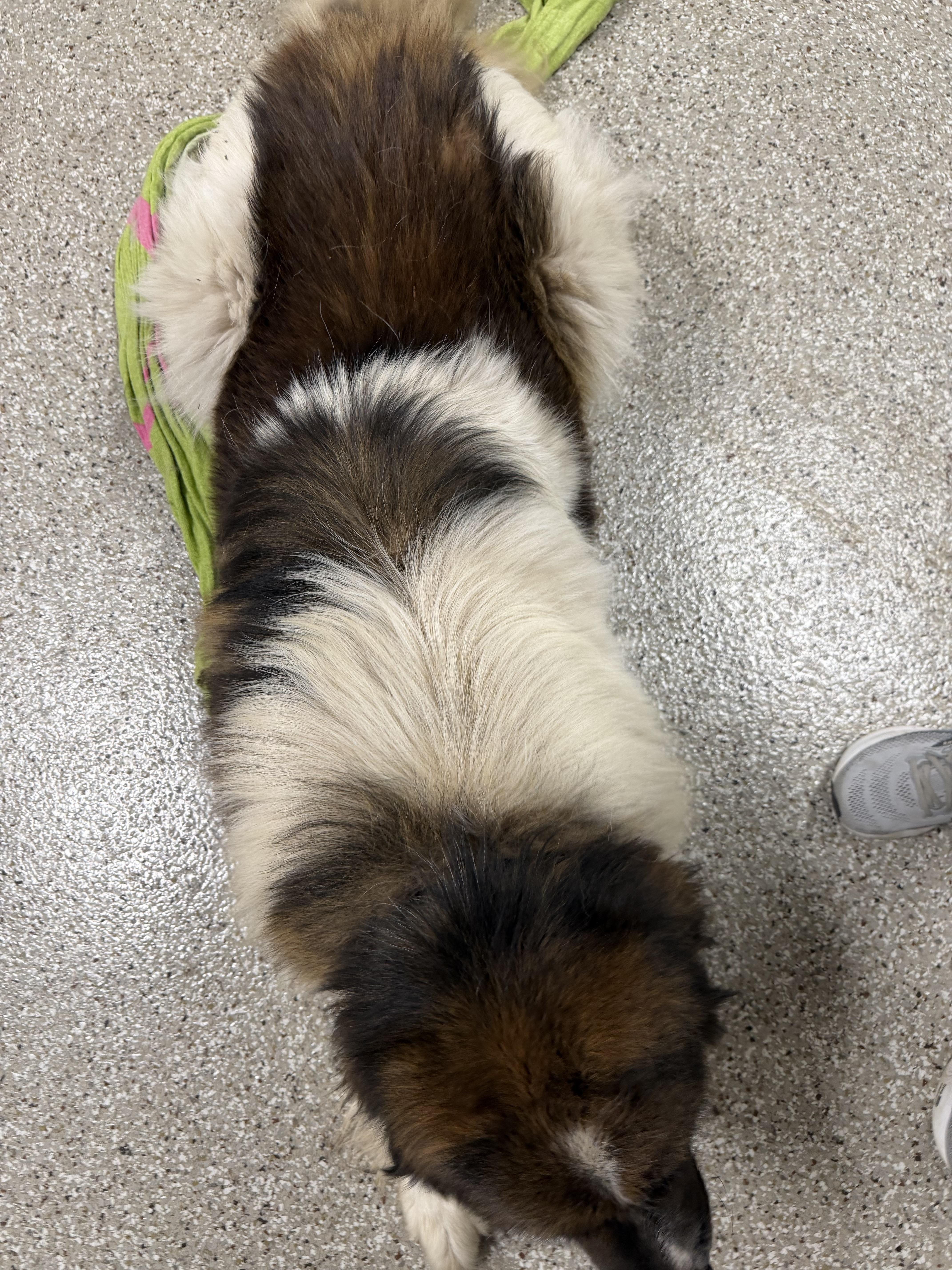 Enlarge Joe, a ADOPTABLE Saint Bernard in Hindsboro, IL image 3/3
