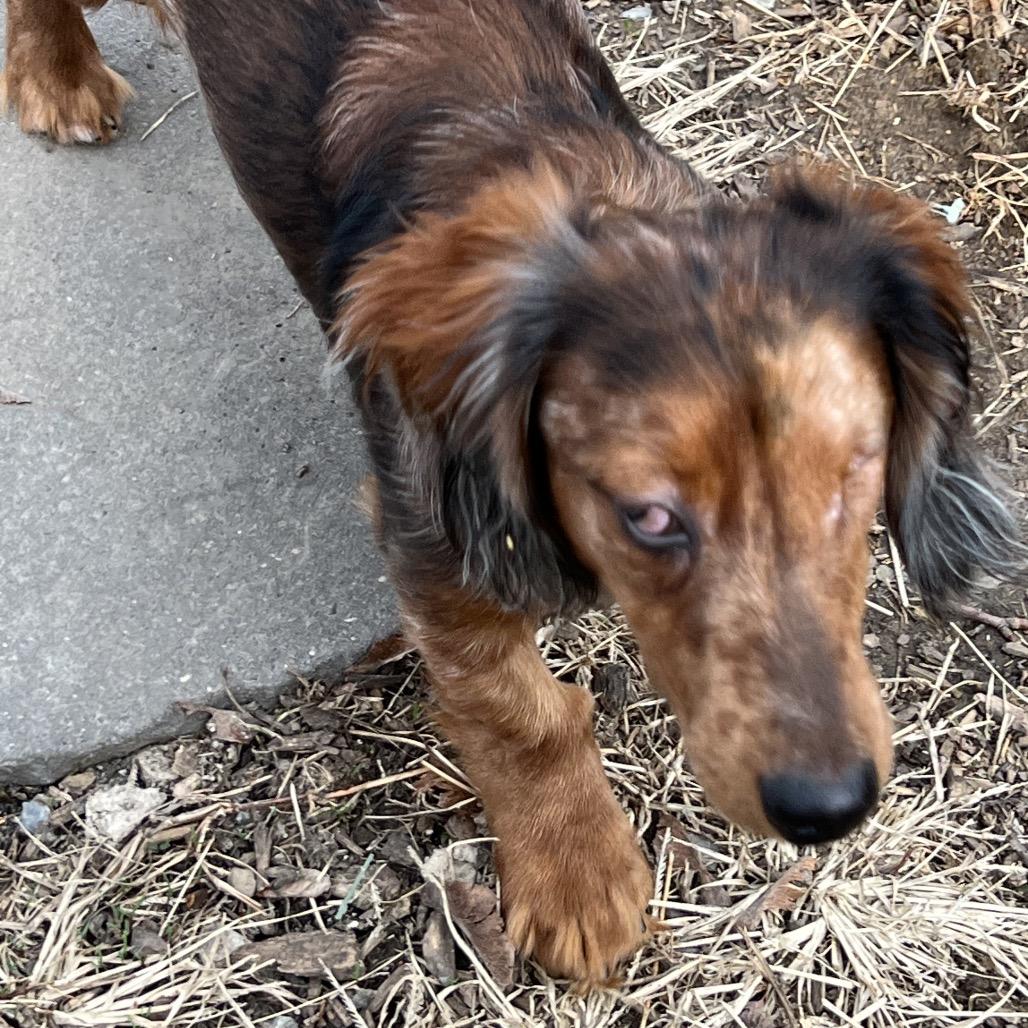 Bode, Adoptable, Young Male Dachshund.