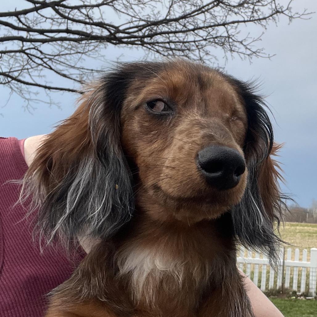 Enlarge Bode, a Adoptable Dachshund in Sinking Spring, PA image 2/6