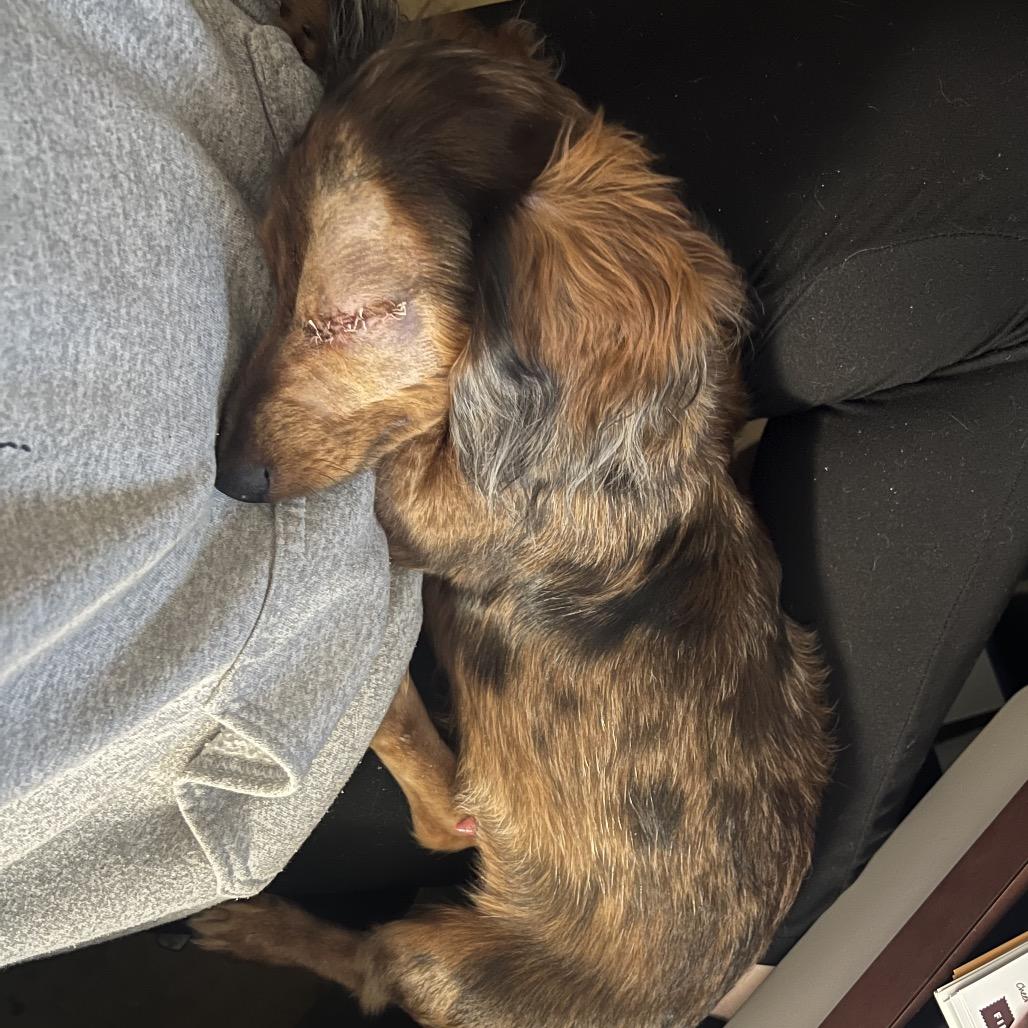 Enlarge Bode, a Adoptable Dachshund in Sinking Spring, PA image 3/6