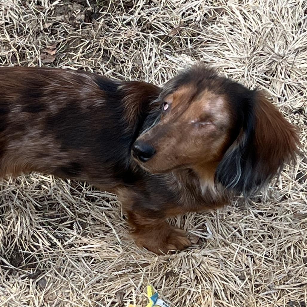 Enlarge Bode, a Adoptable Dachshund in Sinking Spring, PA image 4/6