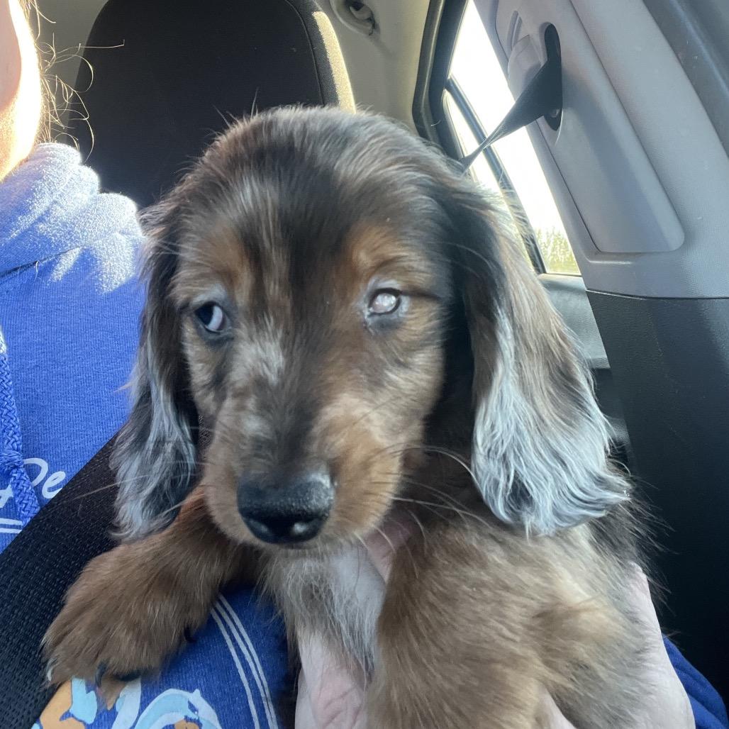 Enlarge Bode, a Adoptable Dachshund in Sinking Spring, PA image 5/6