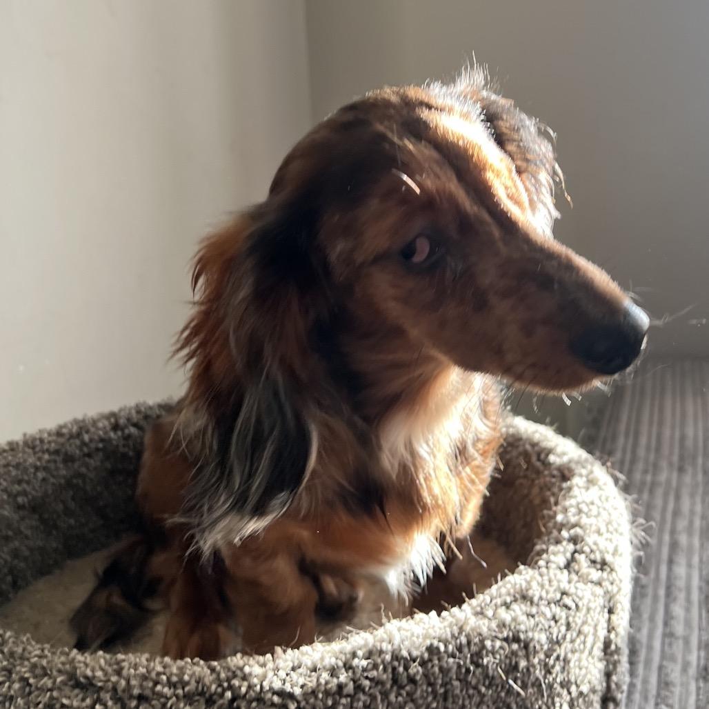 Enlarge Bode, a Adoptable Dachshund in Sinking Spring, PA image 6/6