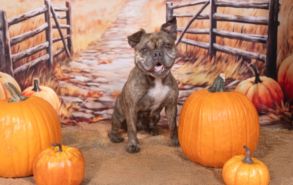 Margo, a Adoptable mixed breed in Cleveland, OH image 1/3