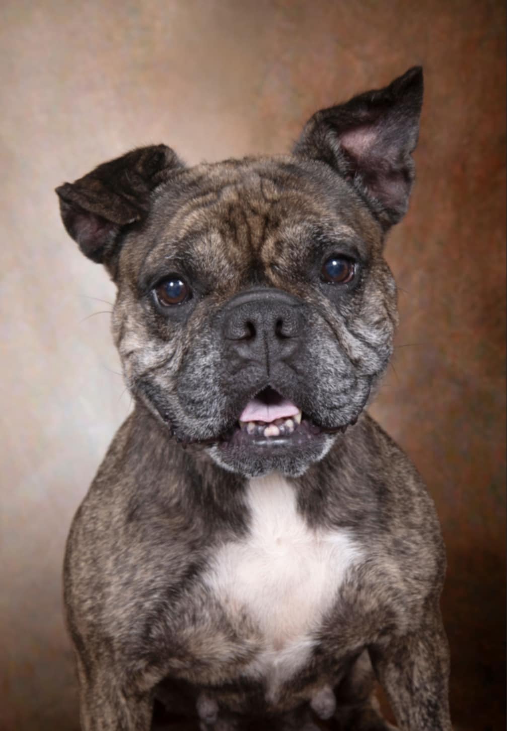 Margo, a Adoptable mixed breed in Cleveland, OH image 2/3