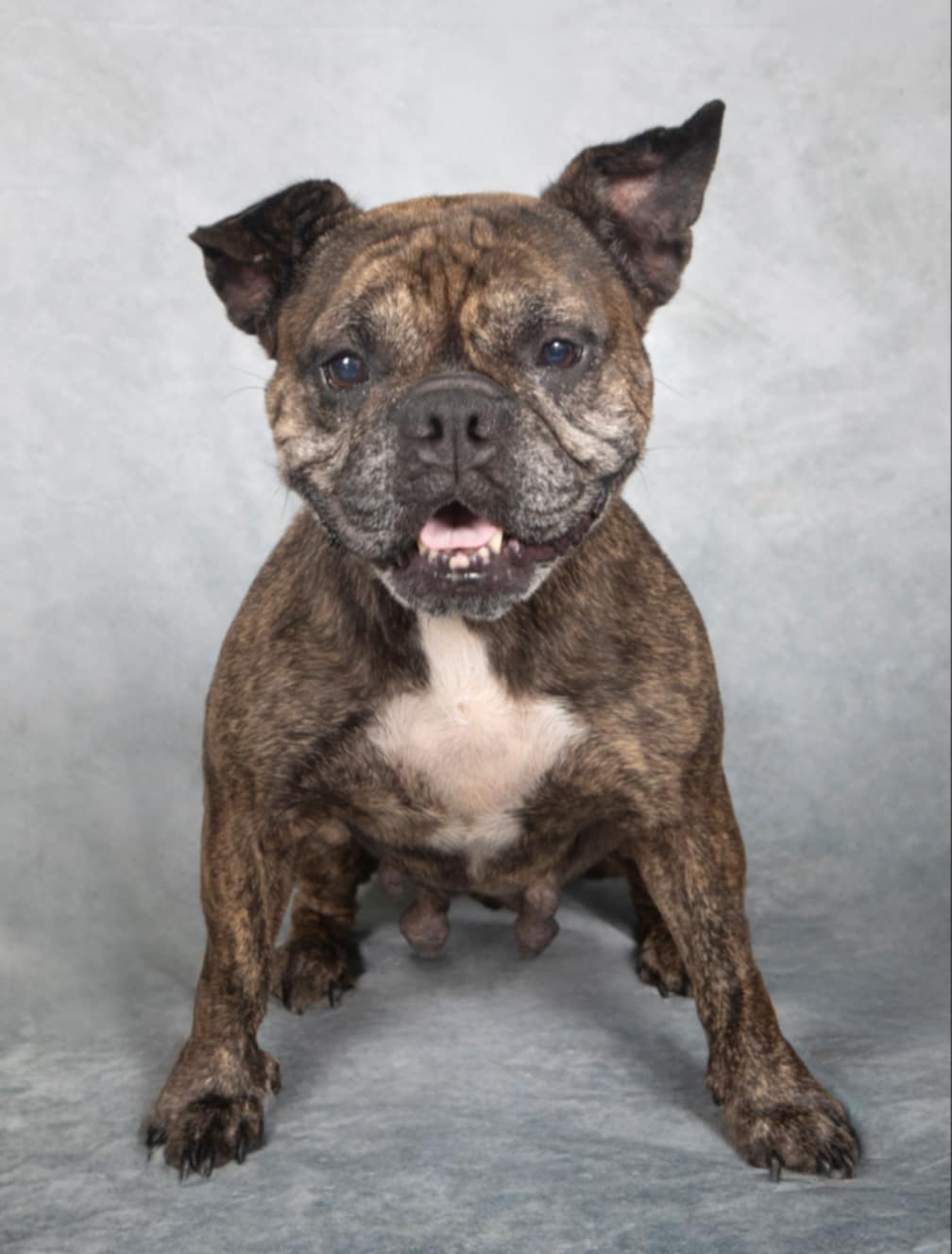 Margo, a Adoptable mixed breed in Cleveland, OH image 3/3