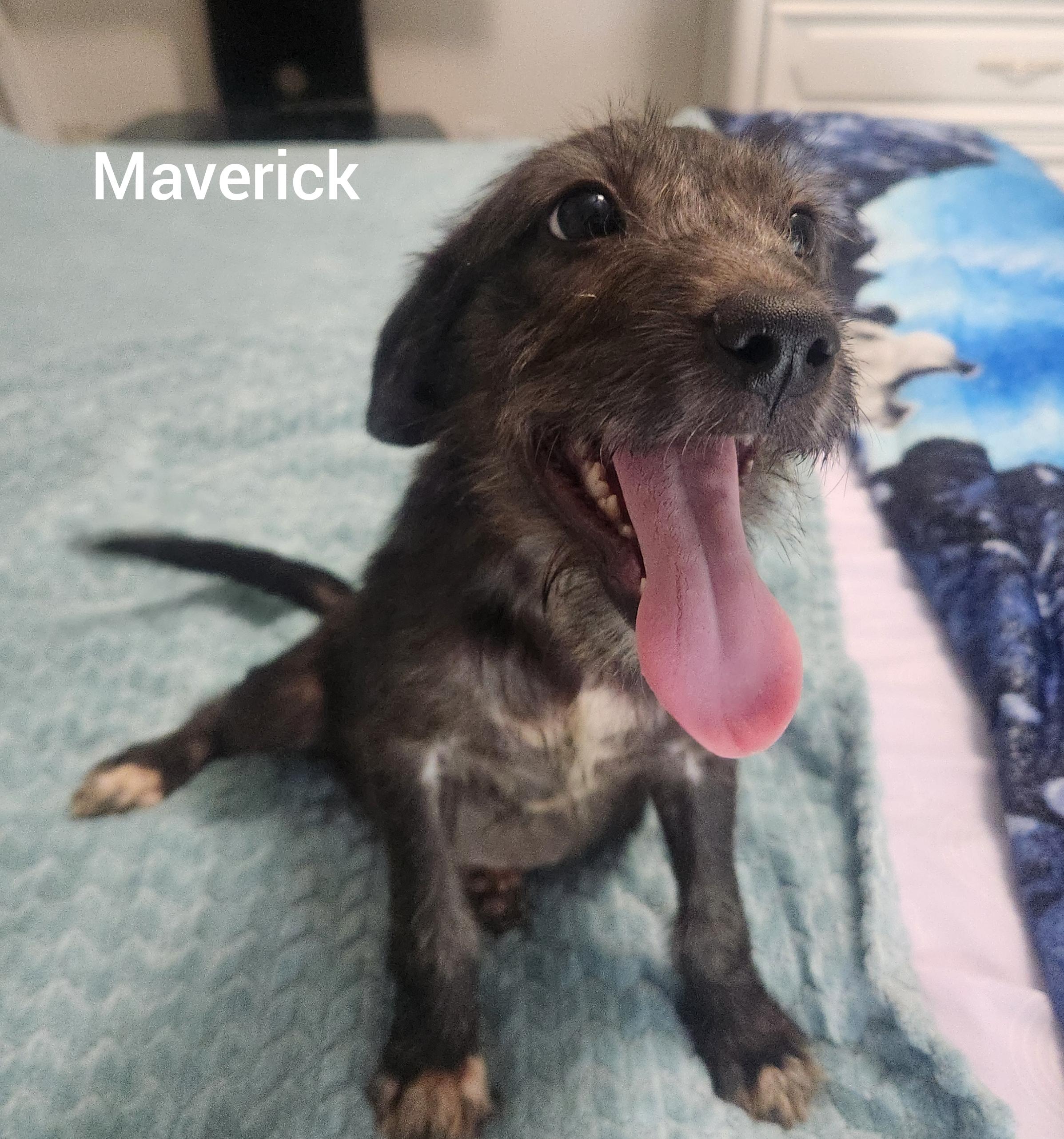Enlarge Maverick ( Orlando Fl), a Adopted mixed breed in Orlando, FL image 3/4