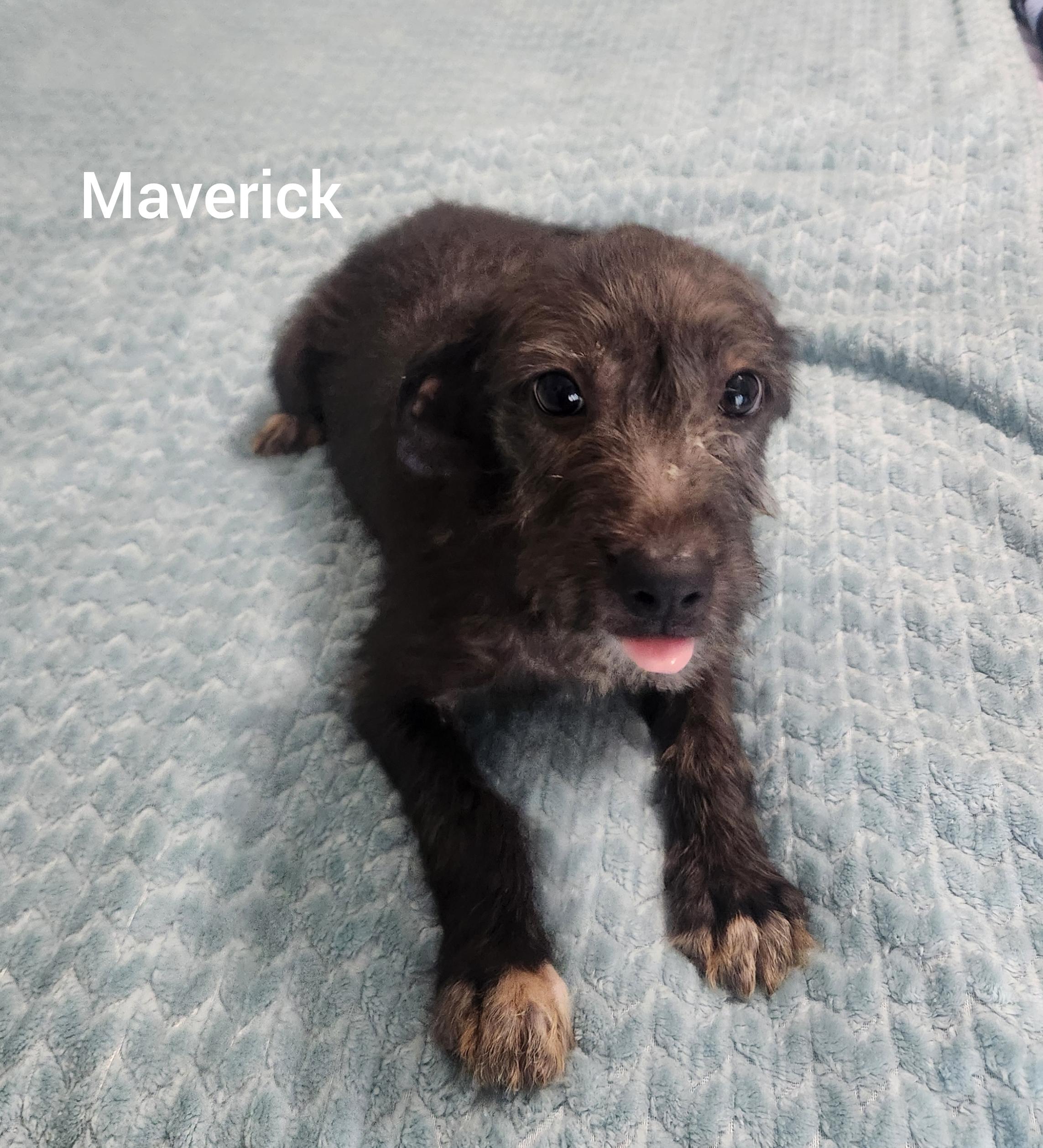 Enlarge Maverick ( Orlando Fl), a Adopted mixed breed in Orlando, FL image 2/4