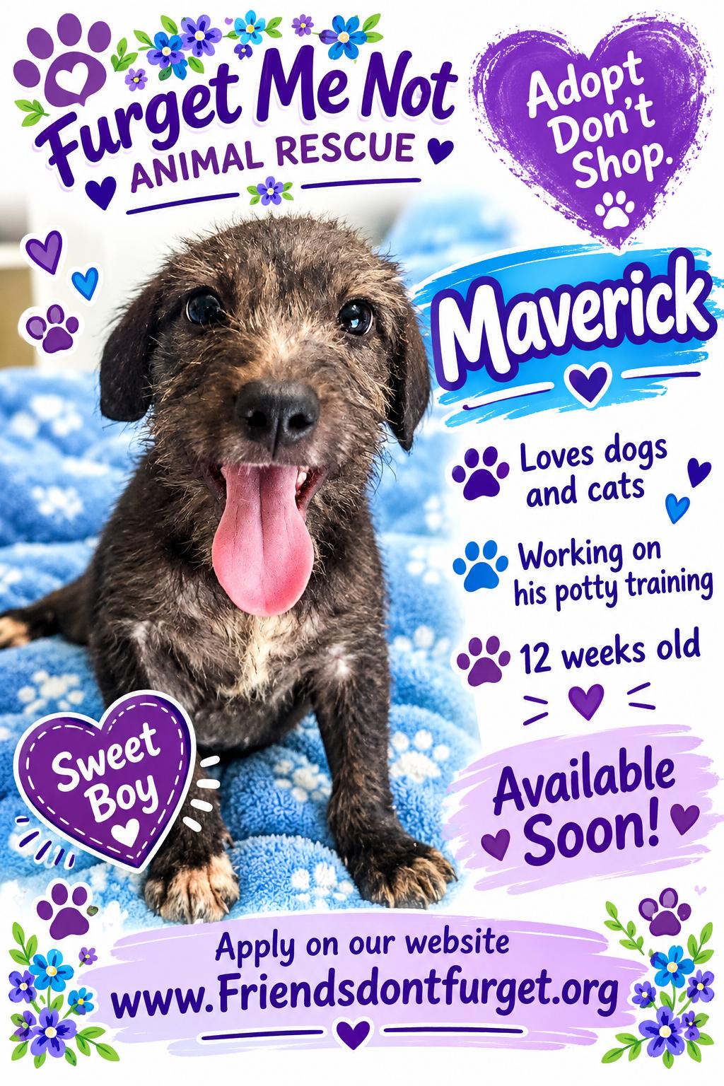 Enlarge Maverick ( Orlando Fl), a Adopted mixed breed in Orlando, FL image 4/4