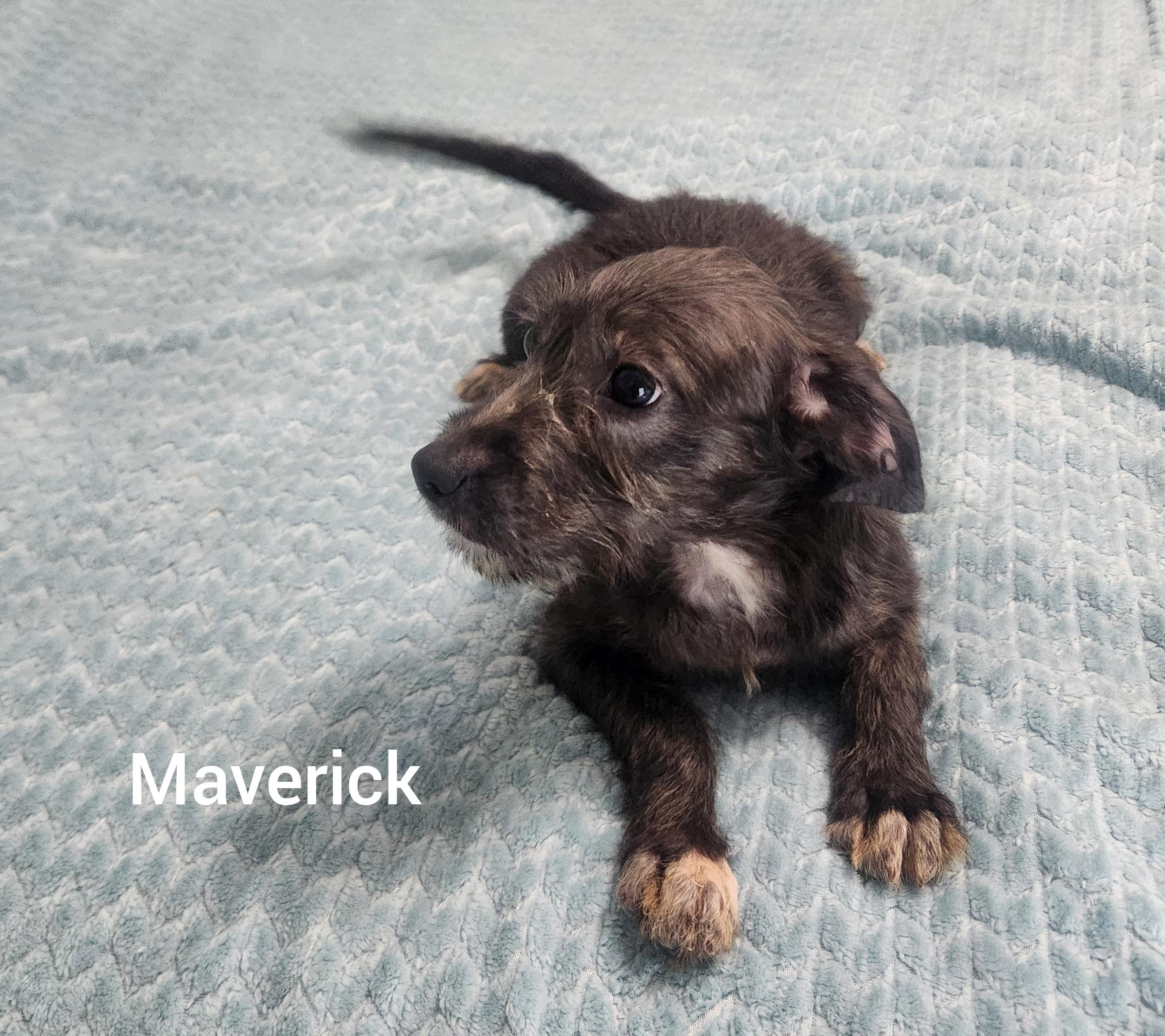 Enlarge Maverick ( Orlando Fl), a Adopted mixed breed in Orlando, FL image 1/4