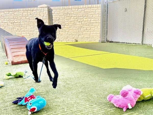 Blaze, a Adoptable mixed breed in Salt Lake City, UT image 1/6