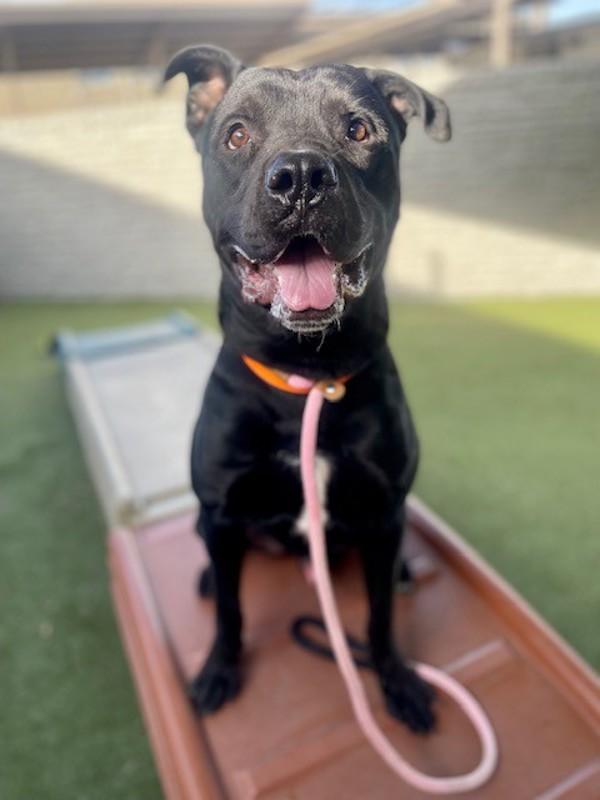 Blaze, a Adoptable mixed breed in Salt Lake City, UT image 2/6