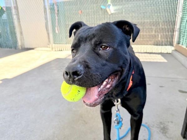 Blaze, a Adoptable mixed breed in Salt Lake City, UT image 3/6