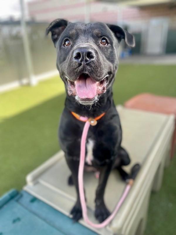 Blaze, a Adoptable mixed breed in Salt Lake City, UT image 4/6