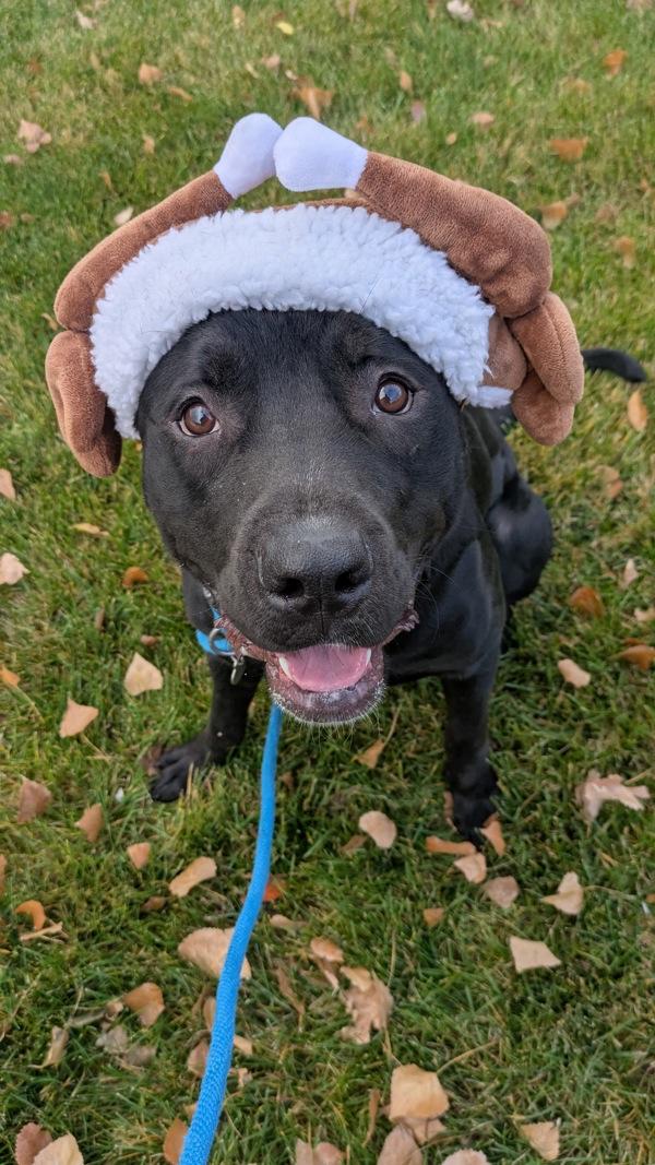 Blaze, a Adoptable mixed breed in Salt Lake City, UT image 5/6