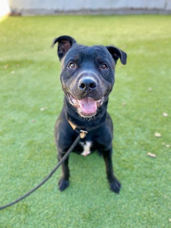Blaze, a Adoptable mixed breed in Salt Lake City, UT image 6/6
