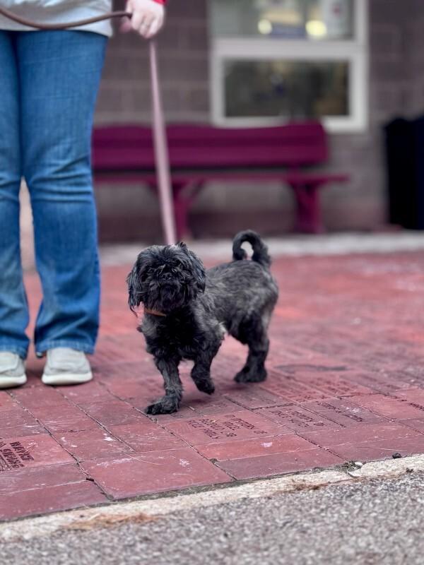 Scorpio, a Adoptable Shih Tzu in Wooster, OH image 1/3