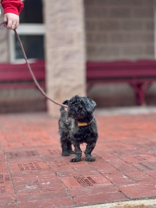 Scorpio, a Adoptable Shih Tzu in Wooster, OH image 2/3