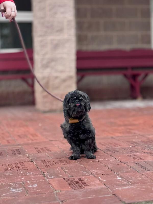 Scorpio, a Adoptable Shih Tzu in Wooster, OH image 3/3