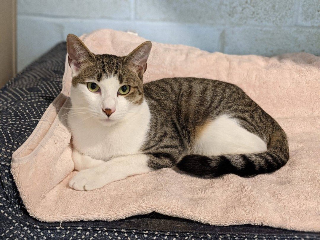 Poirot, a Adoptable Domestic Short Hair in Colonia, NJ image 1/8