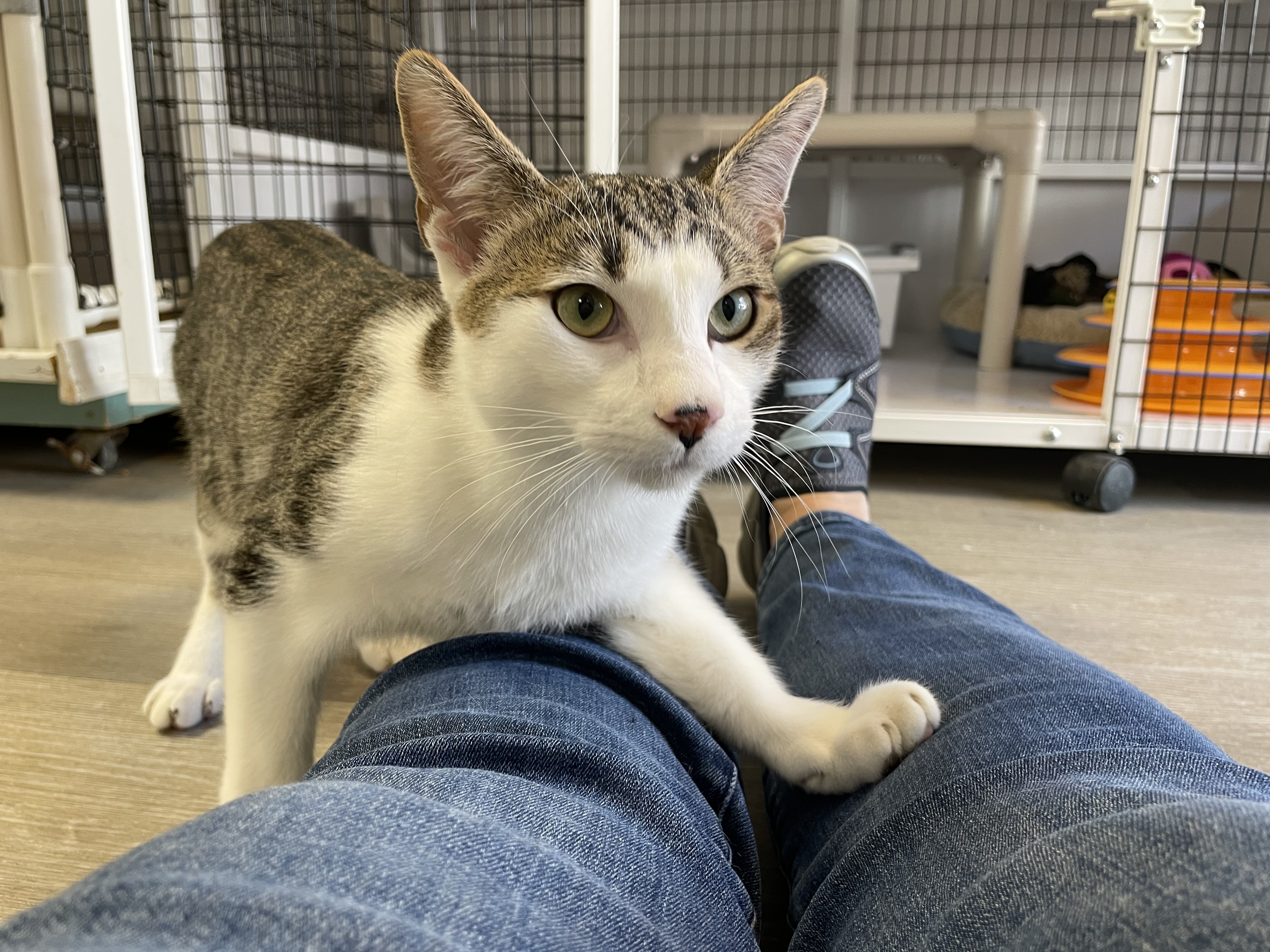 Poirot, a Adoptable Domestic Short Hair in Colonia, NJ image 3/8