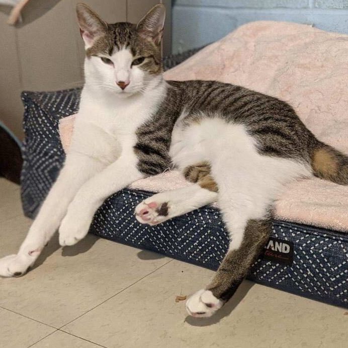 Poirot, a Adoptable Domestic Short Hair in Colonia, NJ image 4/8