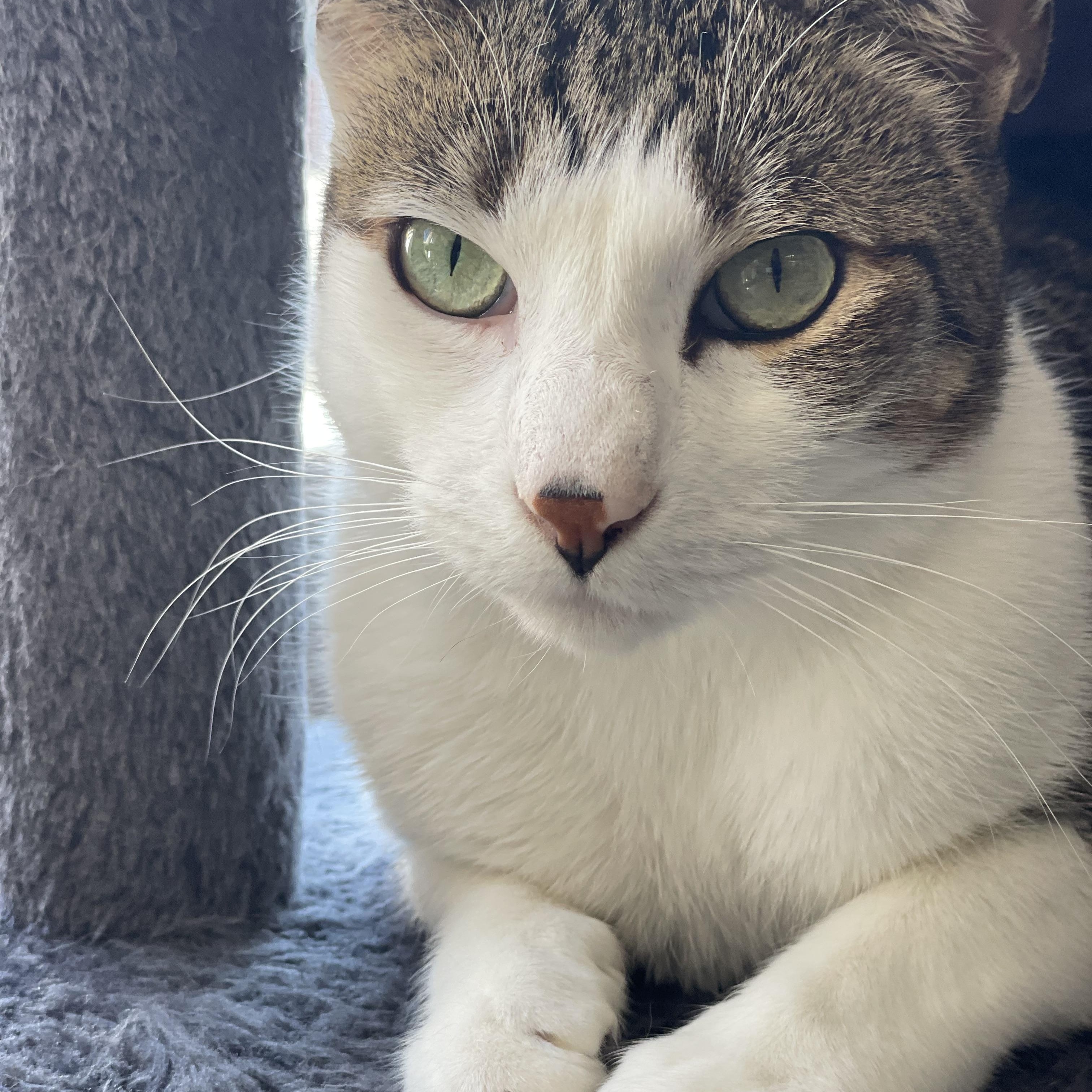 Enlarge Poirot, a Adoptable Domestic Short Hair in Colonia, NJ image 2/6