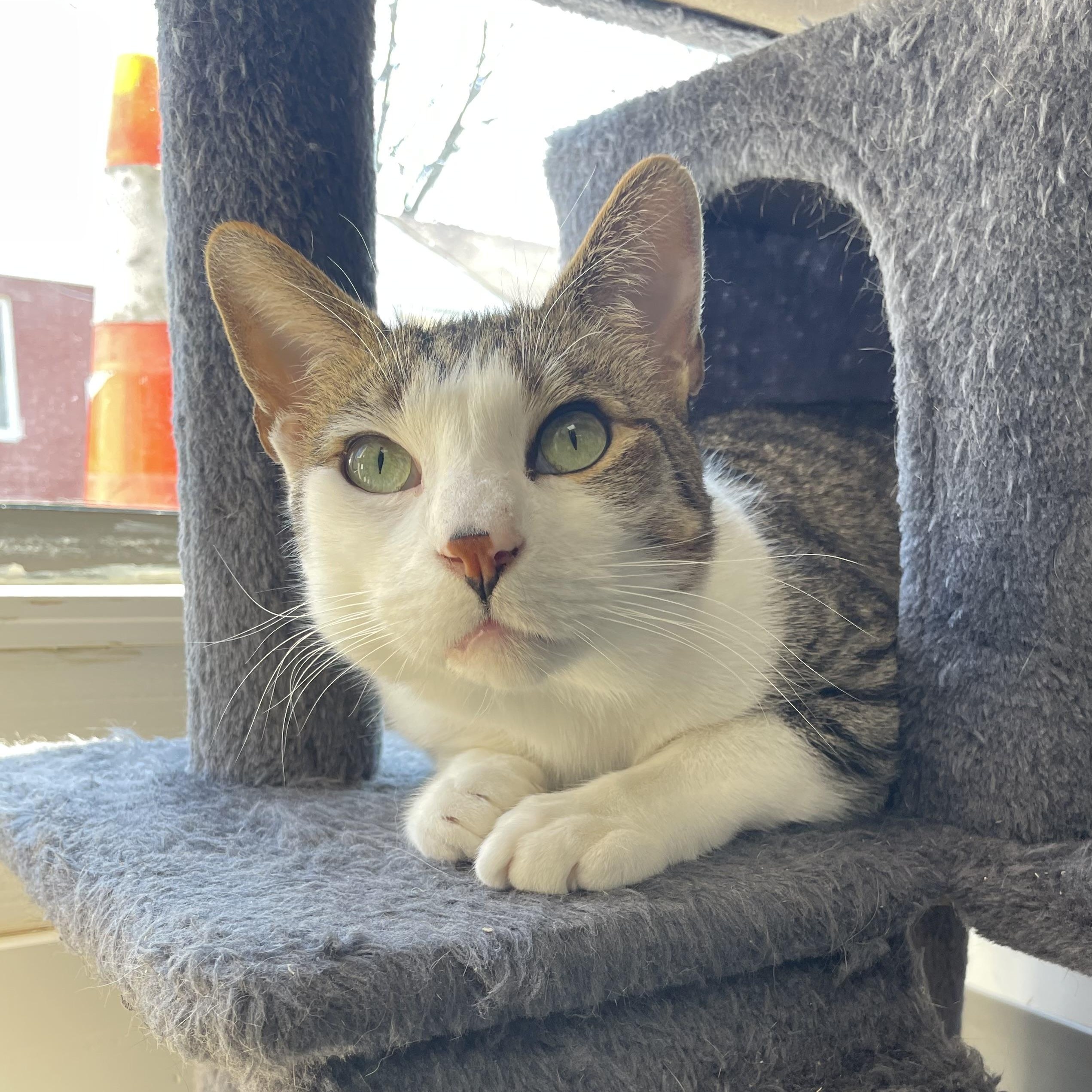 Poirot, Adoptable, Adult Male Domestic Short Hair.