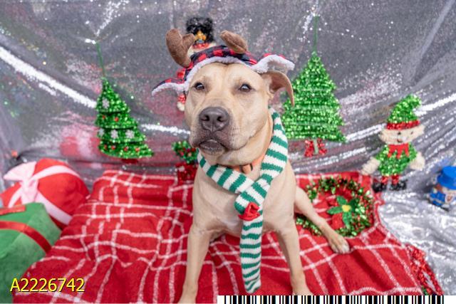 Enlarge CHUCKLES, a Adoptable mixed breed in West Palm Beach, FL image 1/1