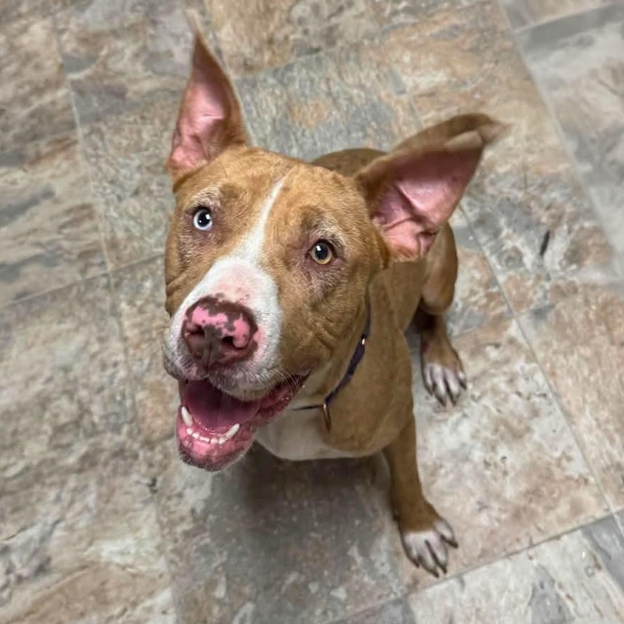 Cookie , an adoptable mixed breed in Greensburg, PA image 1/6