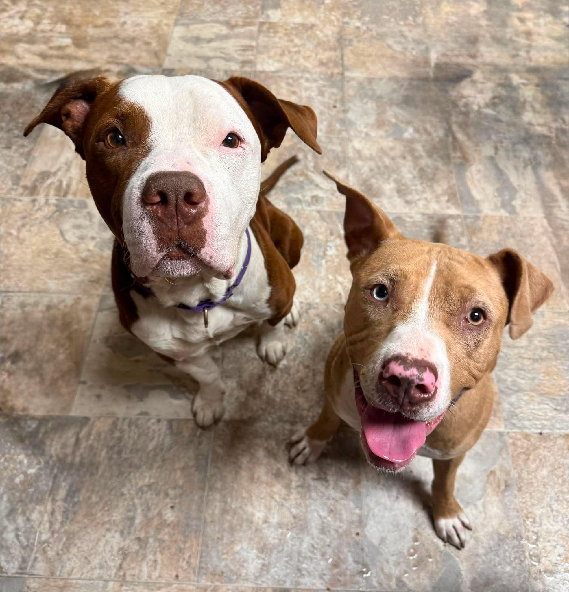 Cookie , an adoptable mixed breed in Greensburg, PA image 5/6