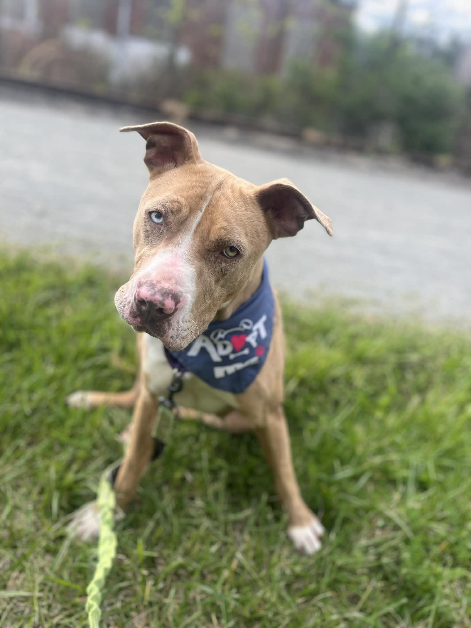 Cookie , an adoptable mixed breed in Greensburg, PA image 3/6