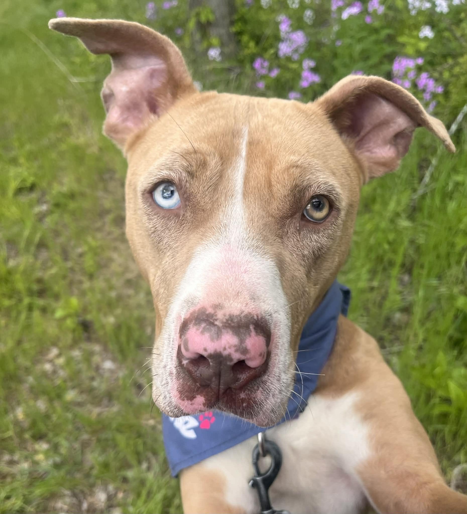 Cookie , an adoptable mixed breed in Greensburg, PA image 2/6