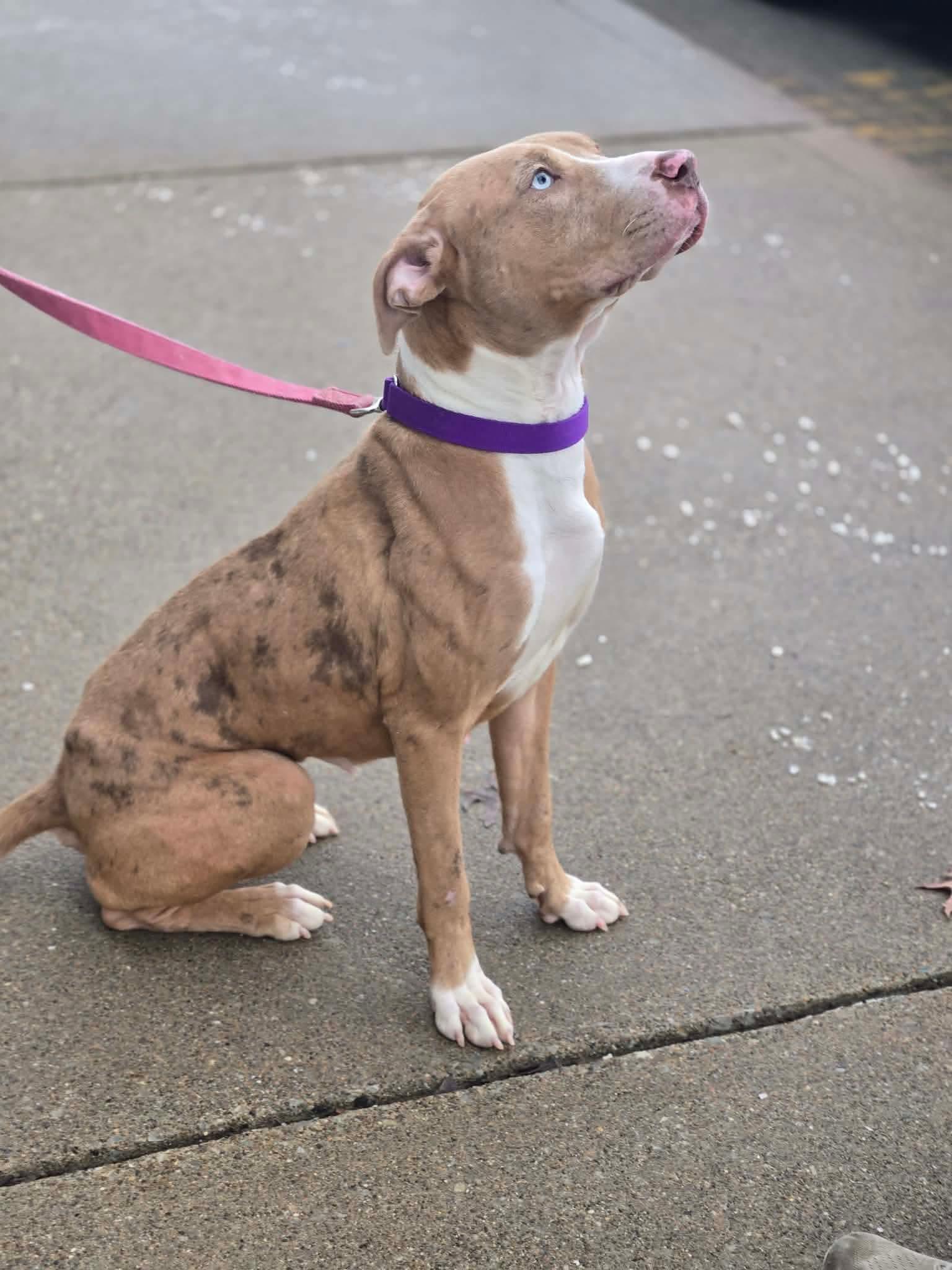 Cookie , an adoptable mixed breed in Greensburg, PA image 4/6