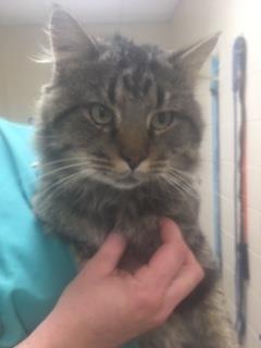 Enlarge Reginald, a Adoptable mixed breed image 2/2