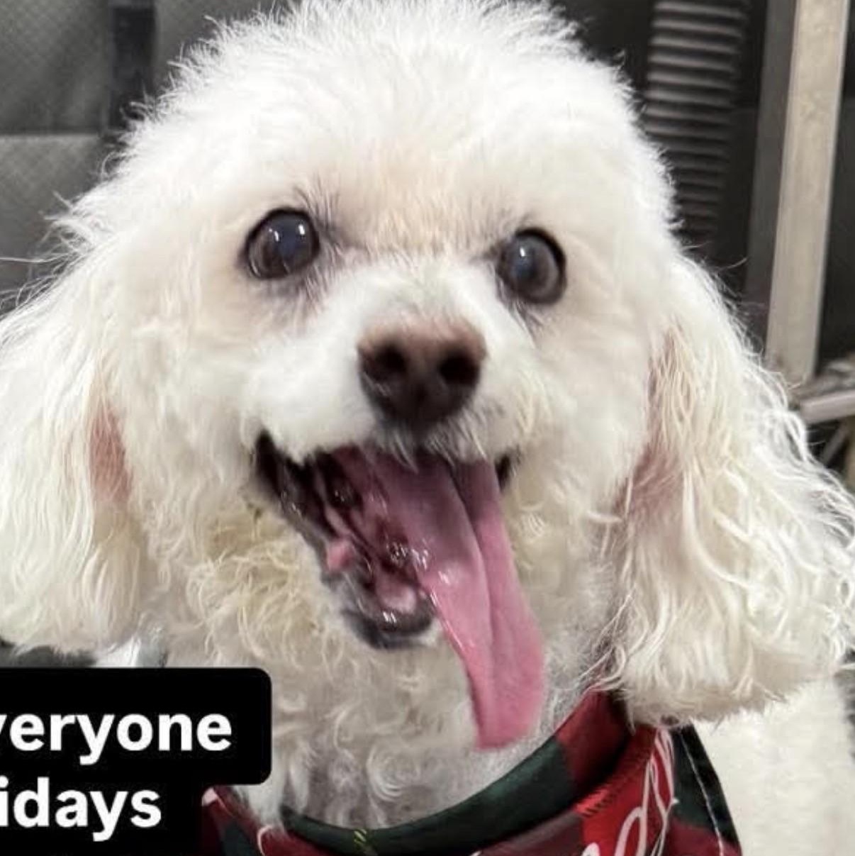 Jax, a ADOPTABLE Bichon Frise in Boca Raton, FL image 5/5