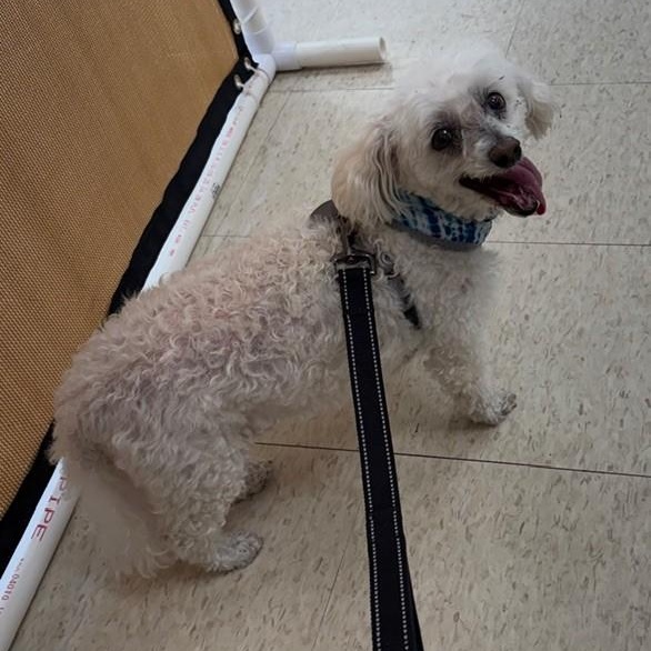 Jax, a ADOPTABLE Bichon Frise in Boca Raton, FL image 4/5