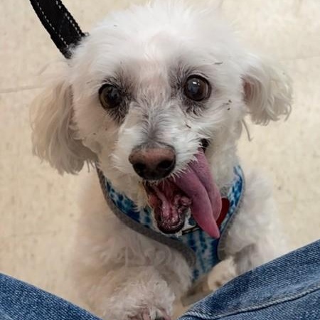 Jax, a ADOPTABLE Bichon Frise in Boca Raton, FL image 2/5