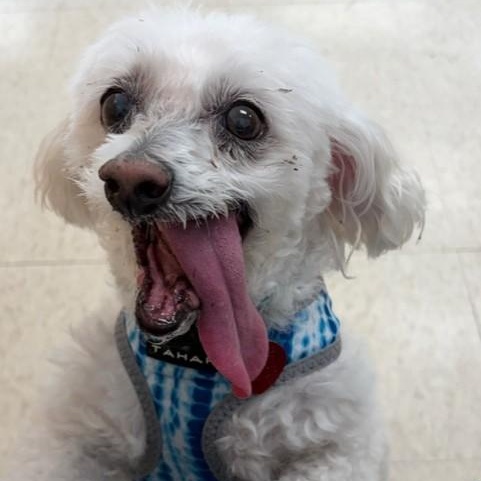 Jax, ADOPTABLE, Senior Male Bichon Frise.