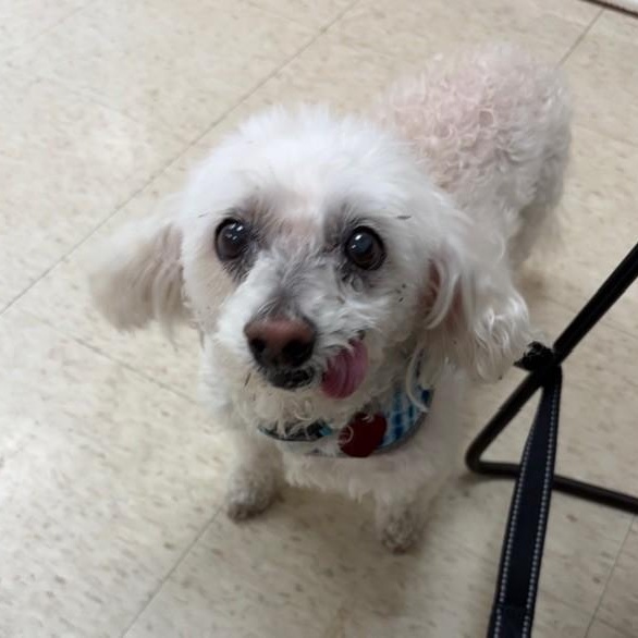 Jax, a ADOPTABLE Bichon Frise in Boca Raton, FL image 3/5