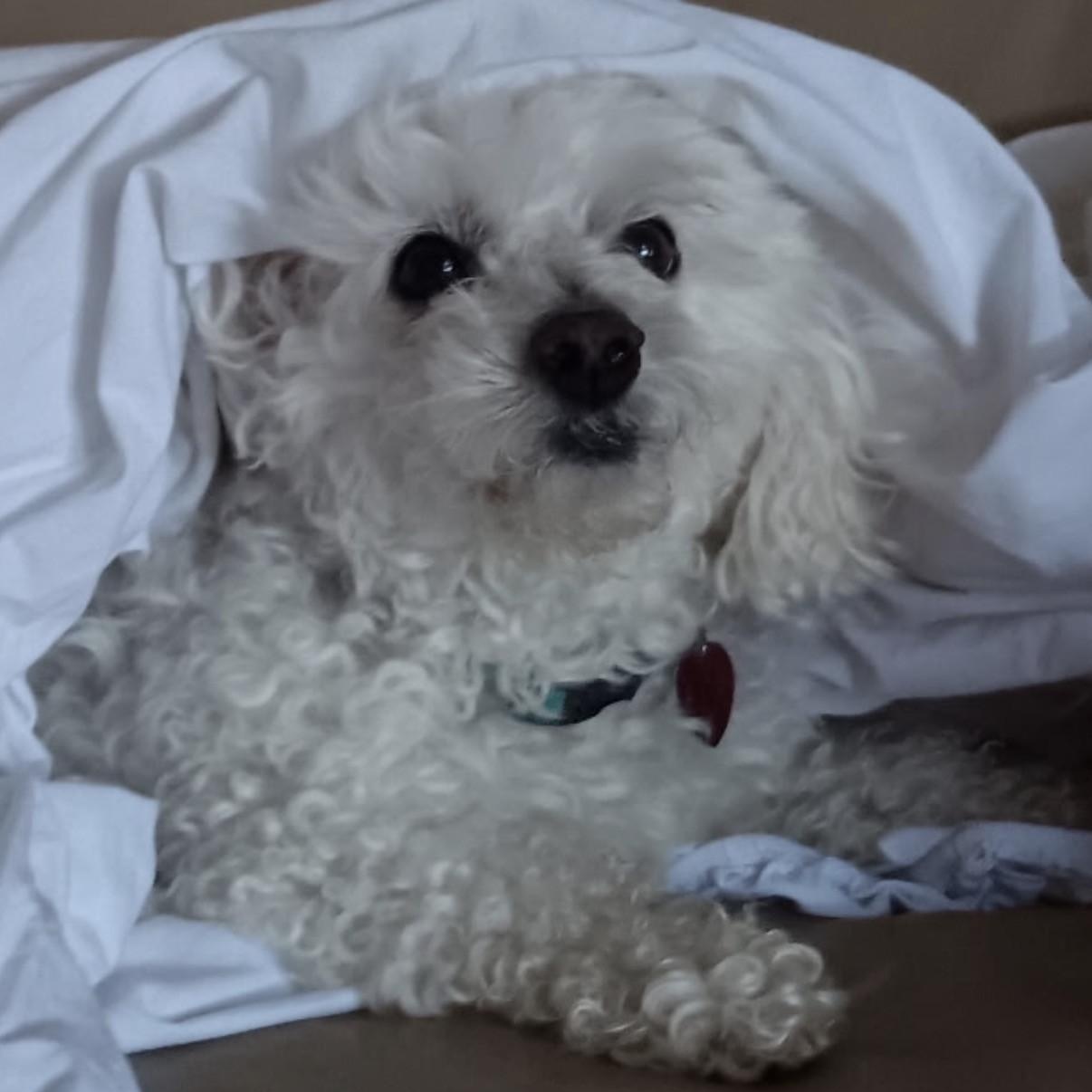 Enlarge Jax, a ADOPTABLE Bichon Frise in Boca Raton, FL image 2/6