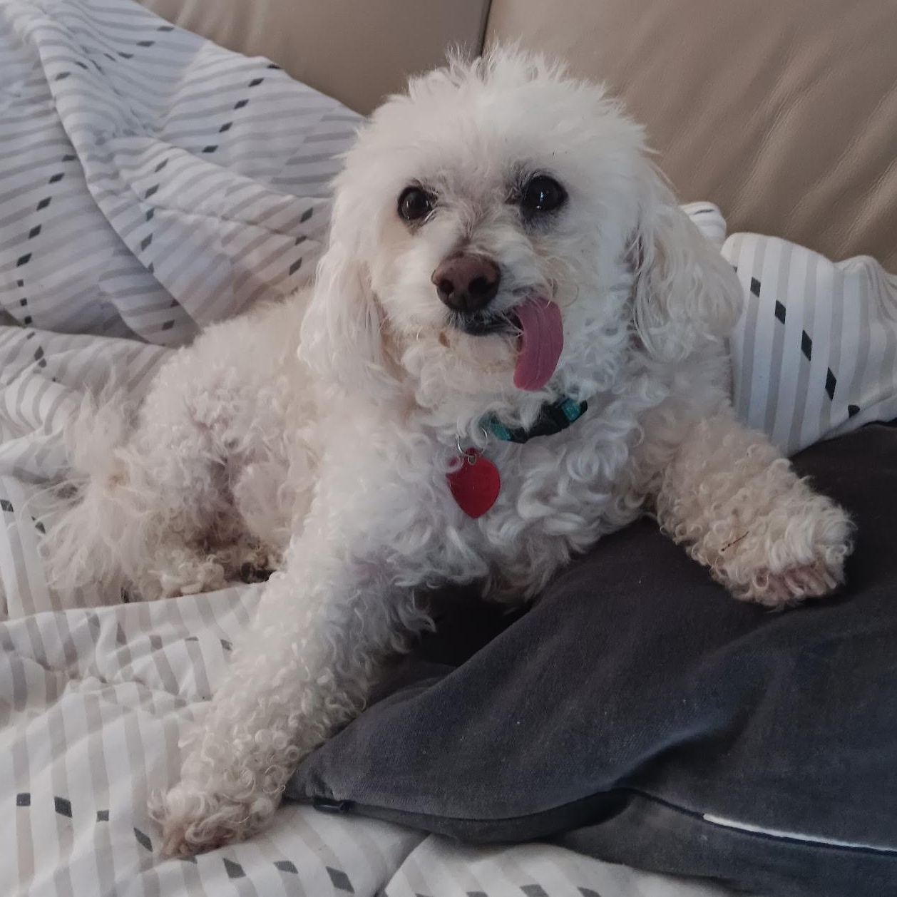 Jax, ADOPTABLE, Senior Male Bichon Frise.