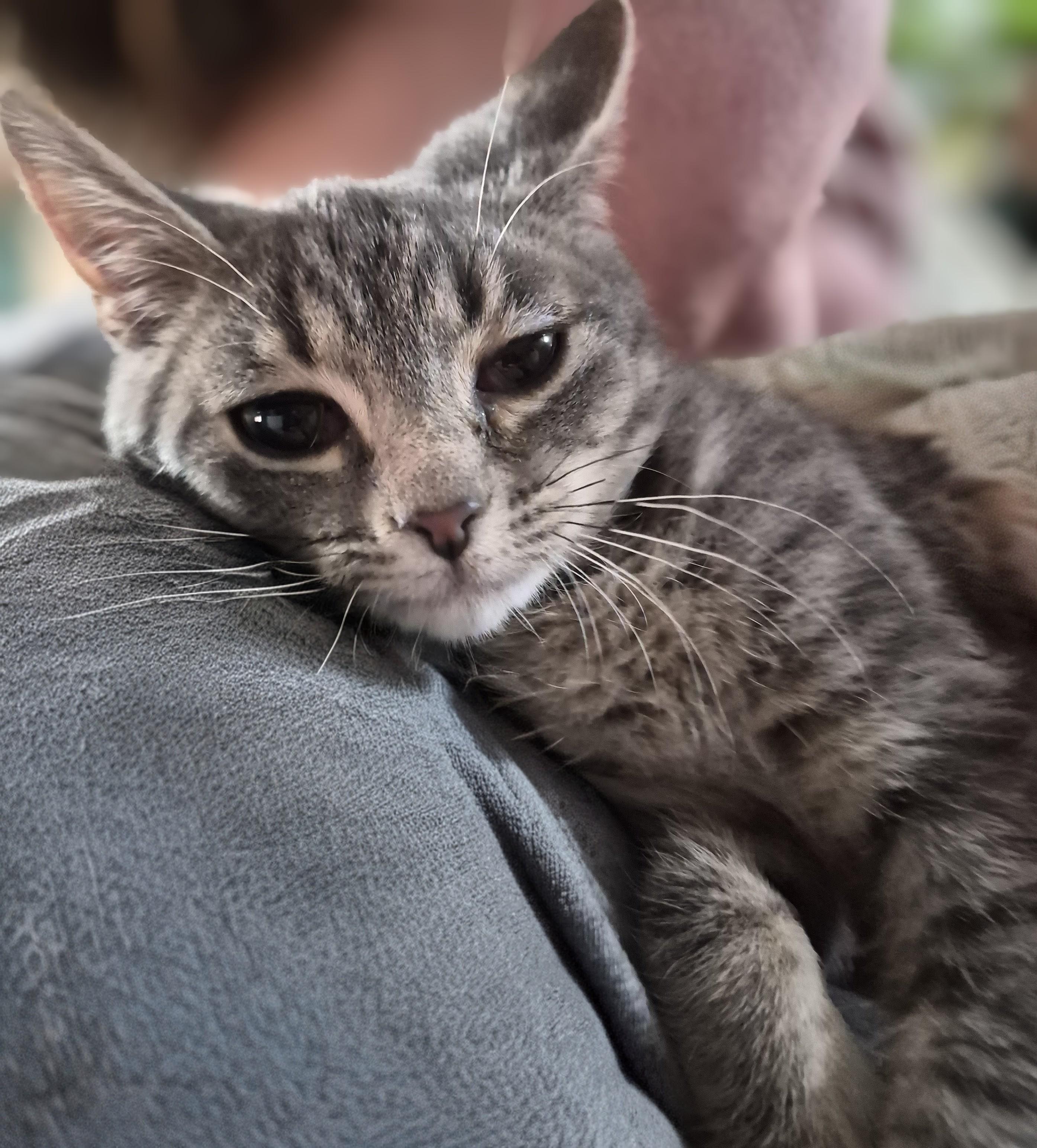 Enlarge Lincoln, a ADOPTABLE Domestic Short Hair in Orrville, OH image 1/1