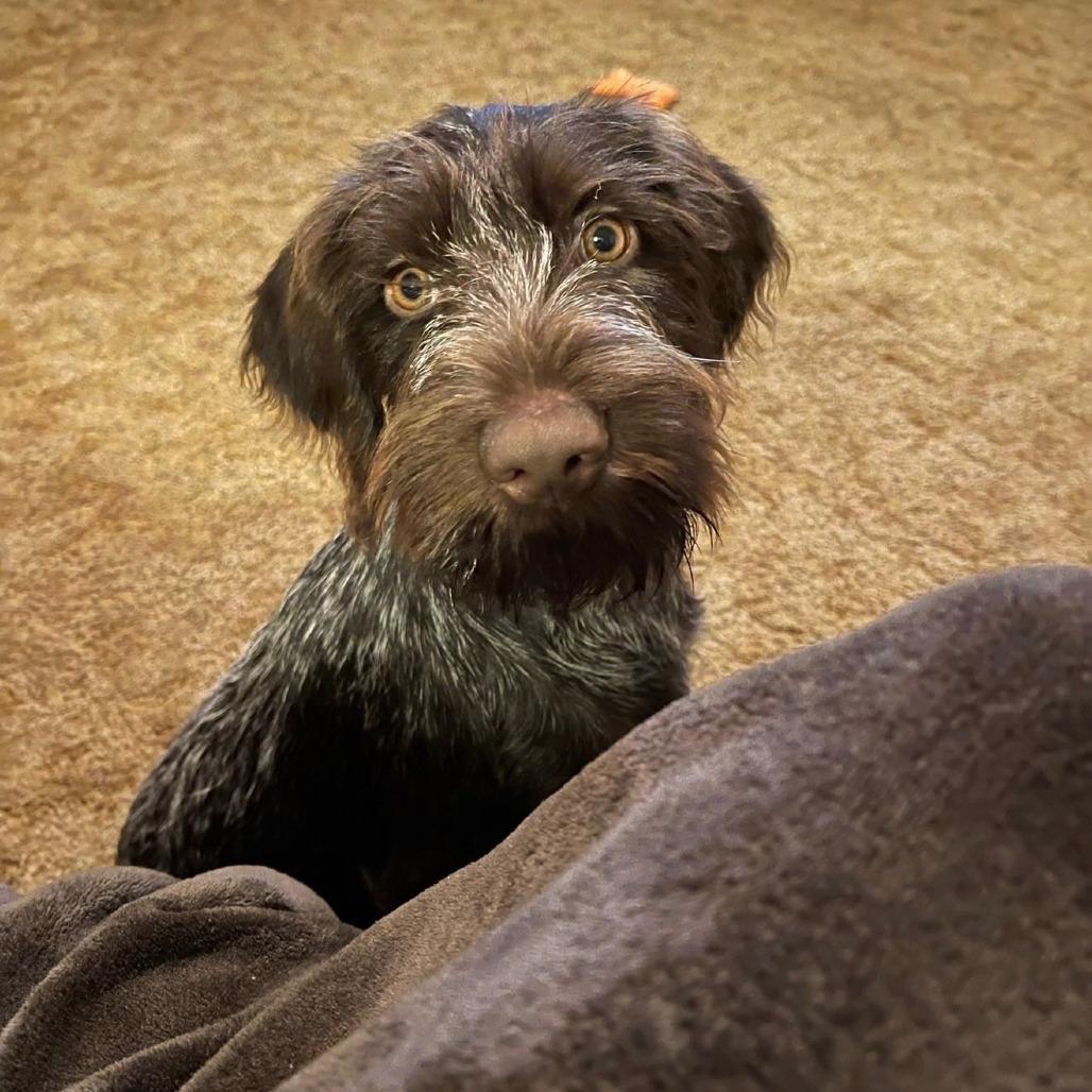 Cricket BONDED WITH RINGO (Monteverde, Florida), a Adoptable Wirehaired Pointing Griffon in Santa Rosa, CA image 2/3
