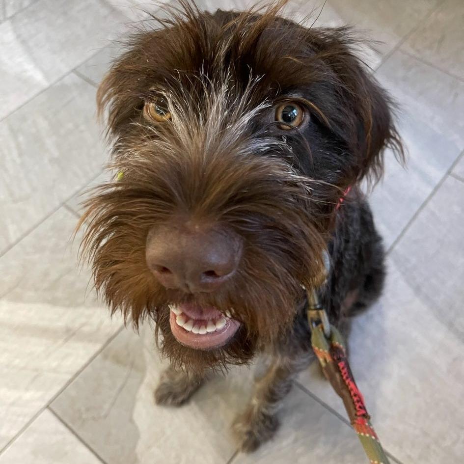Cricket BONDED WITH RINGO (Monteverde, Florida), a Adoptable Wirehaired Pointing Griffon in Santa Rosa, CA image 3/3