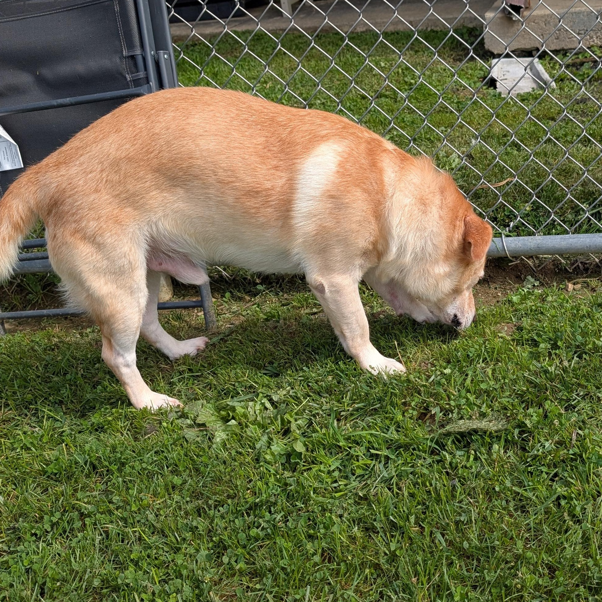 Enlarge 192233, a Adoptable mixed breed in Ravenna, OH image 2/4