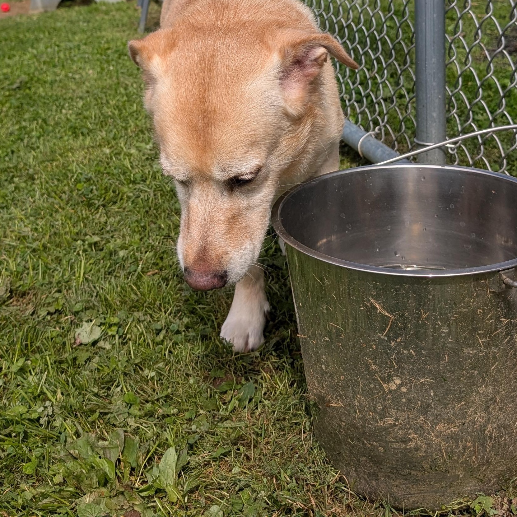 Enlarge 192233, a Adoptable mixed breed in Ravenna, OH image 4/4