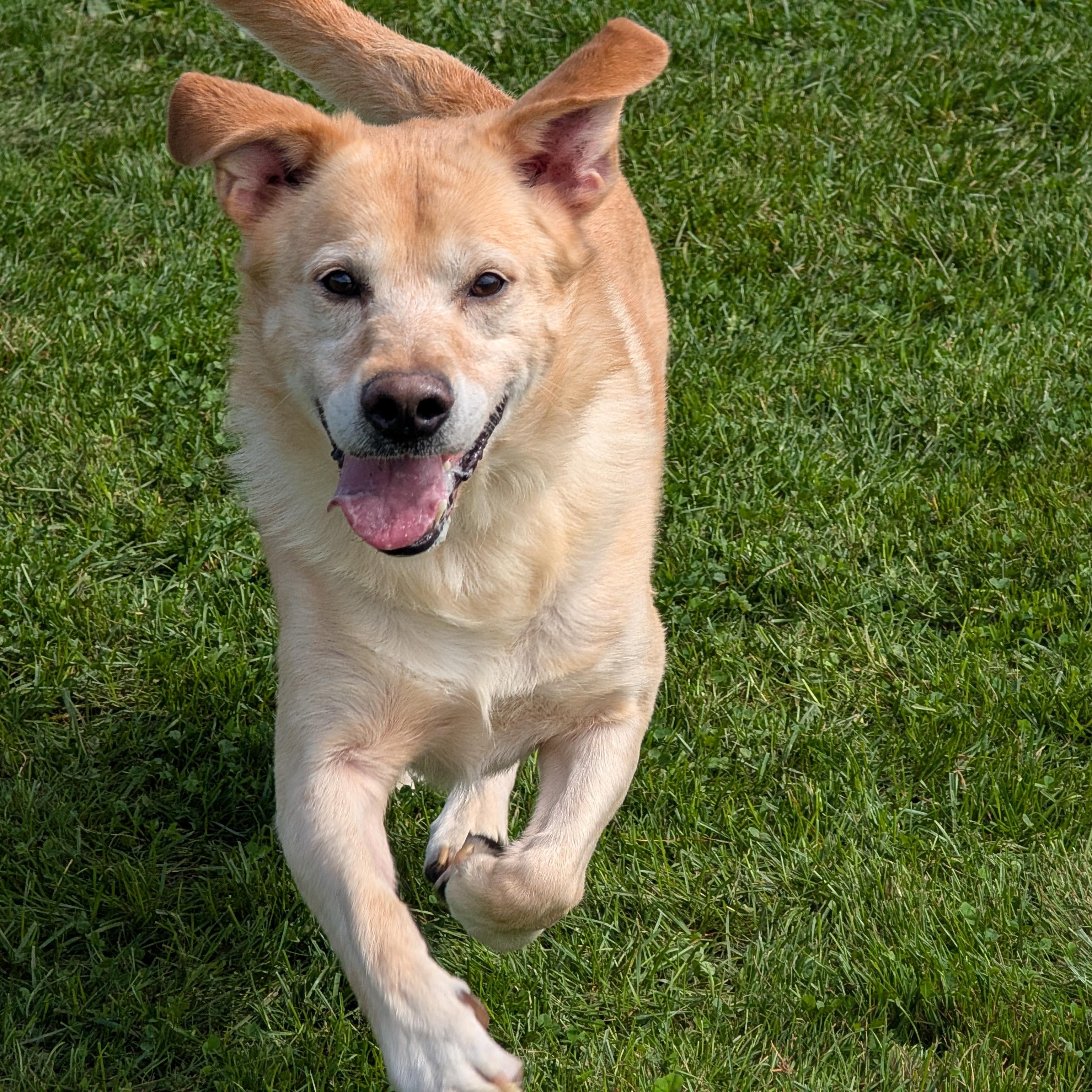 192233, Adoptable, Adult Male Labrador Retriever & Basset Hound.